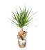Dracena Saksı Çiçeği